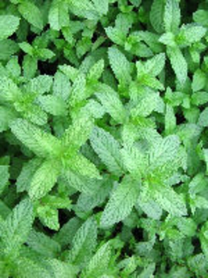 大西ハーブ農園×ラ・ヴェロニカ