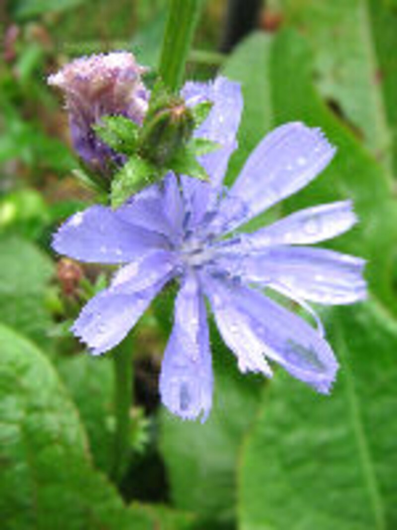 大西ハーブ農園×ラ・ヴェロニカ