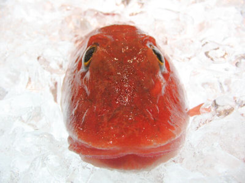 ノーチラス プロジェクト