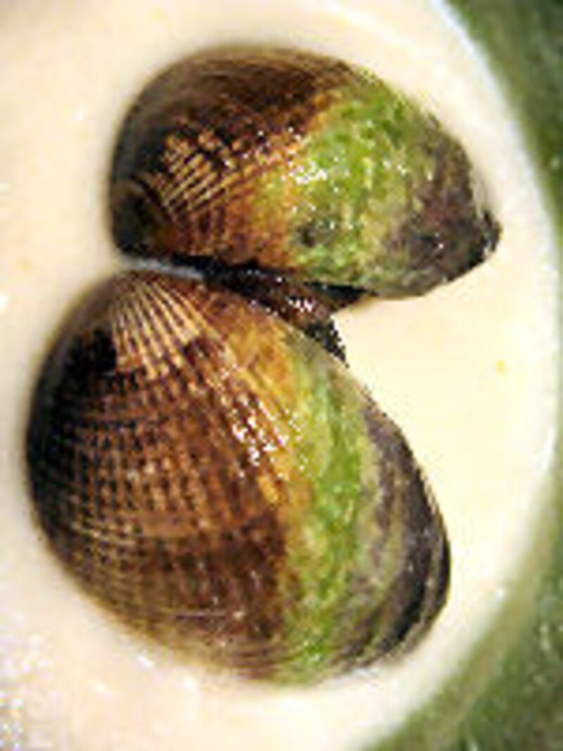 ノーチラス プロジェクト