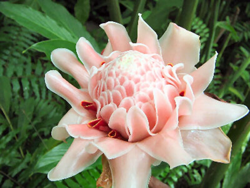 マイハンブルハウス