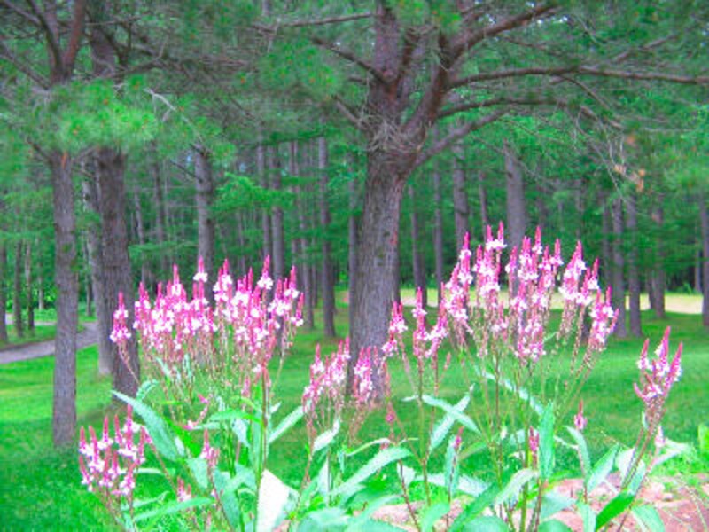 ドラマで使われたレストラン永久保存版14！