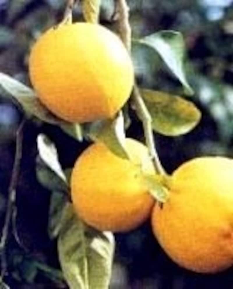 ベルガモット アールグレイ紅茶の香りのもととなる