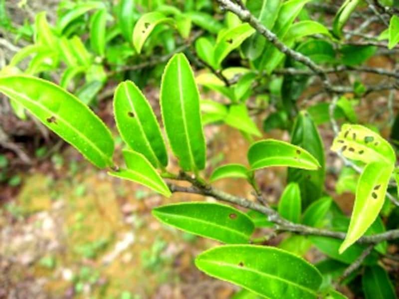 無農薬のため虫に食われた跡のある茶葉
