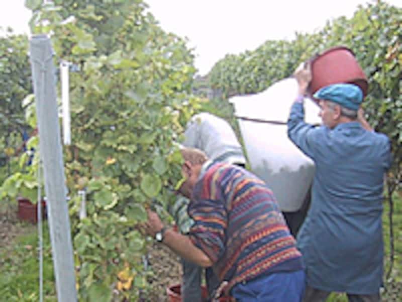 畑の中で摘み取ったブドウを容器に入れる人々