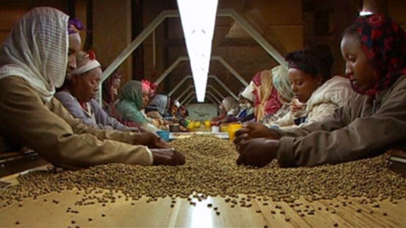 コーヒー豆の選別