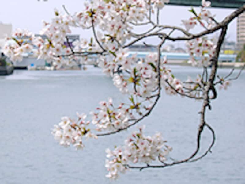 桜の季節、川沿いを散歩がてら、美味しい食事はいかがでしょう。