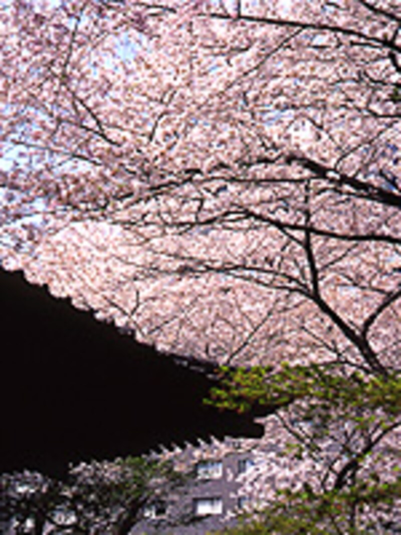 14種の桜が楽しめる