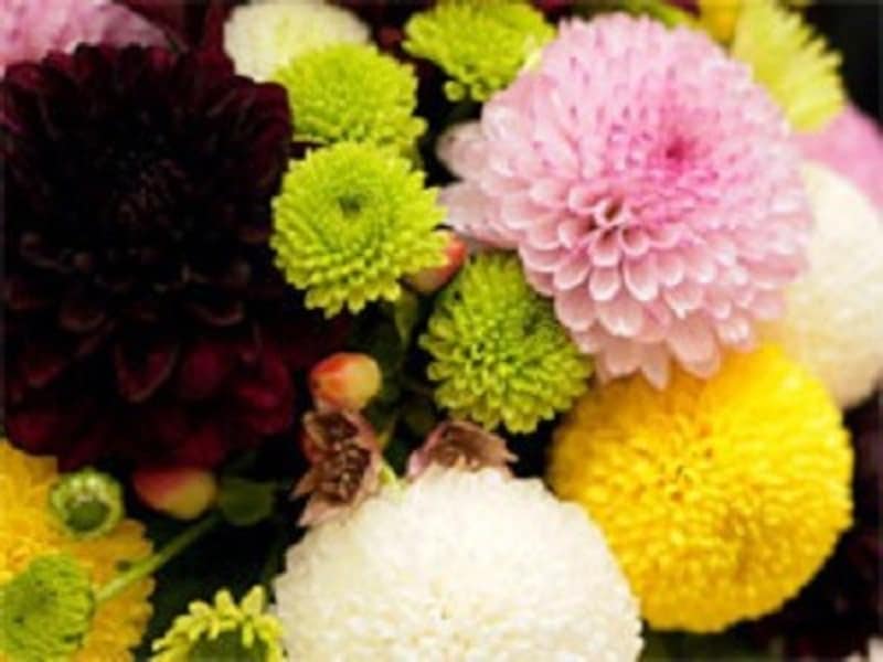 重陽の節句・菊の節句・9月9日節句 ピンポンマム