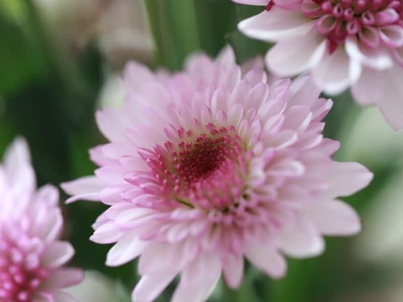 重陽の節句・菊の節句とは？