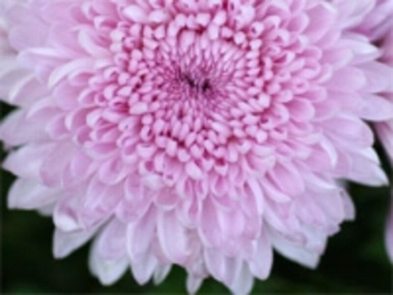 菊の節句