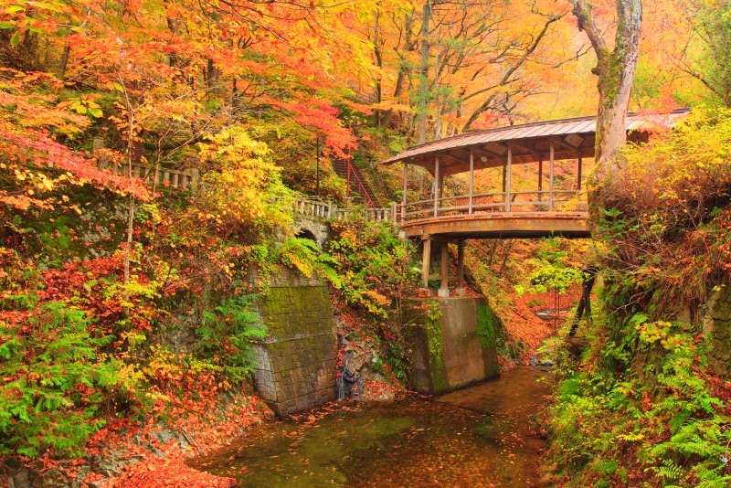 日本の紅葉が美しいのは理由がありあります