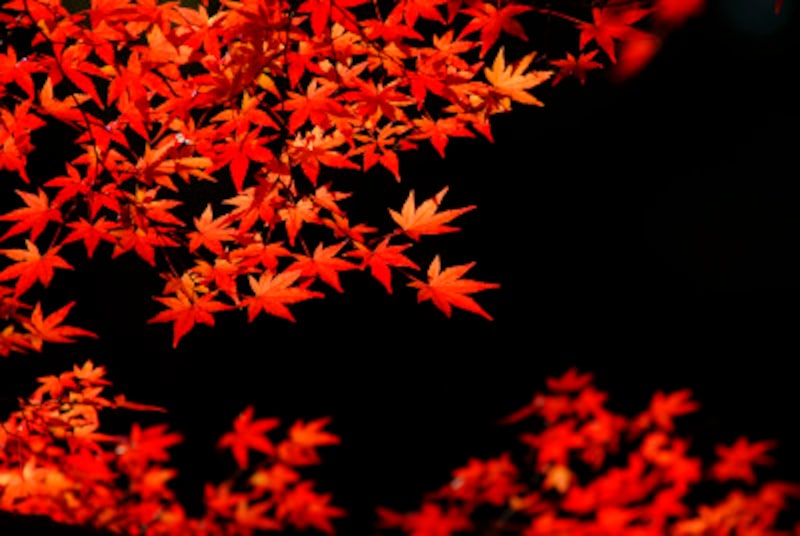 紅葉の代表格、イロハカエデ（別名・イロハモミジ）。7枚の葉を見ると「イロハニホヘト」と数えたくなるでしょう