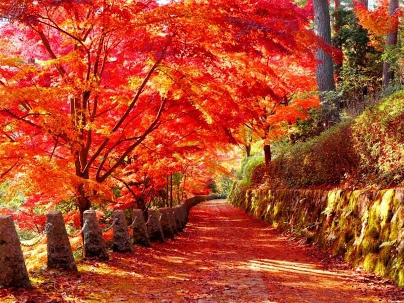 紅葉狩りの時期が待ち遠しくなりますね