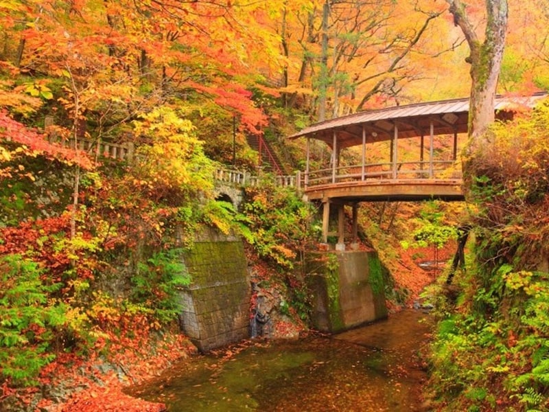 日本の紅葉が美しいのは理由がありあります