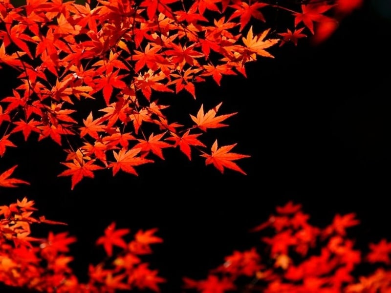 紅葉の代表格、イロハカエデ(別名・イロハモミジ)。7枚の葉を見ると「イロハニホヘト」と数えたくなるでしょう