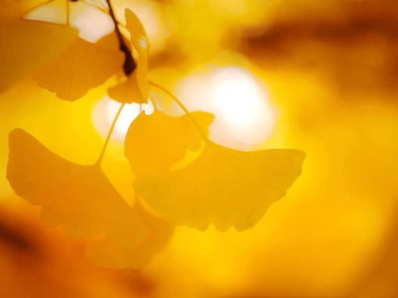 街路樹としてもお馴染みのイチョウ。黄金色の葉、落ち葉を踏みしめて歩く音、銀杏の香り…街中でも深まる秋を感じさせてくれます