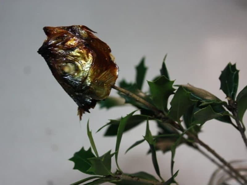 柊に焼いた鰯の頭を刺した焼嗅（柊鰯、鰯柊）