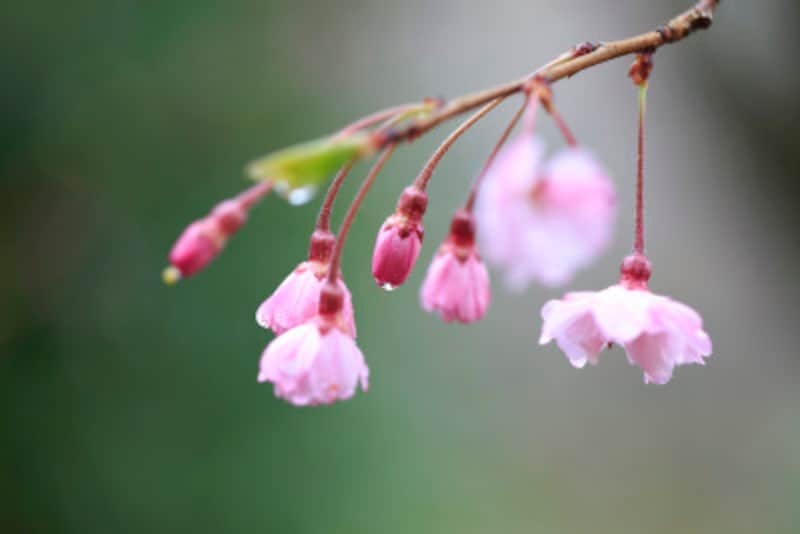 「桜雨」「桜流し」「花の雫」……桜言葉を使うと雨も風雅に