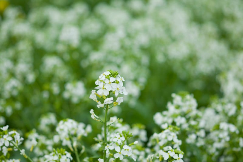 大根の花は、白い菜の花