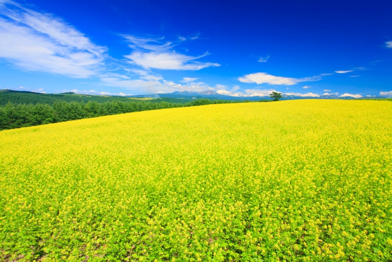 菜の花畑