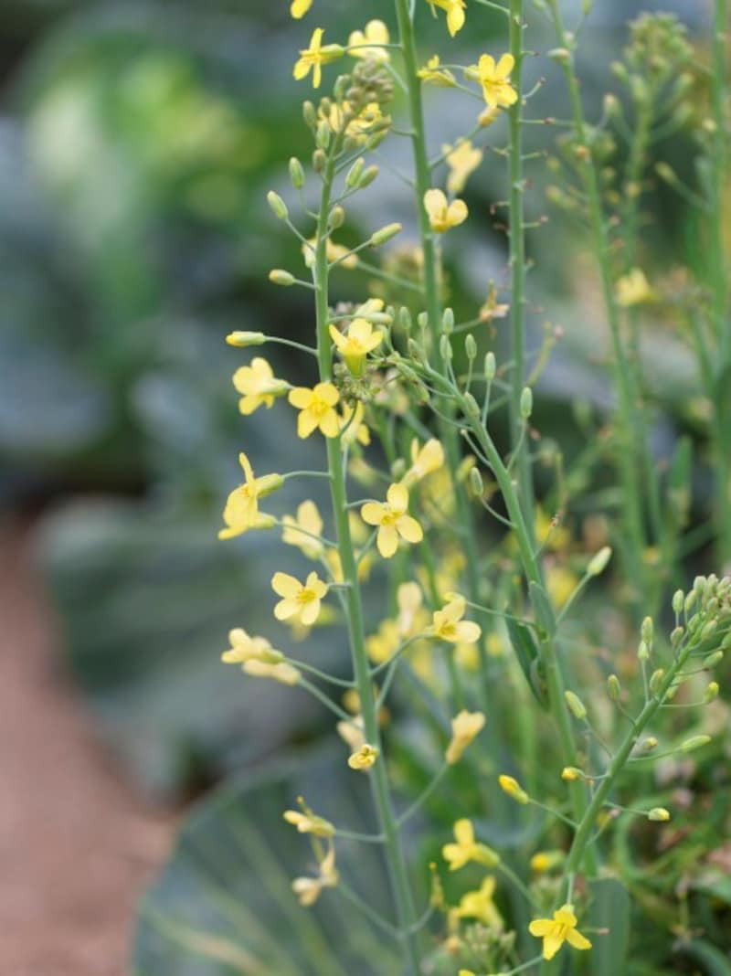 キャベツの花も菜の花