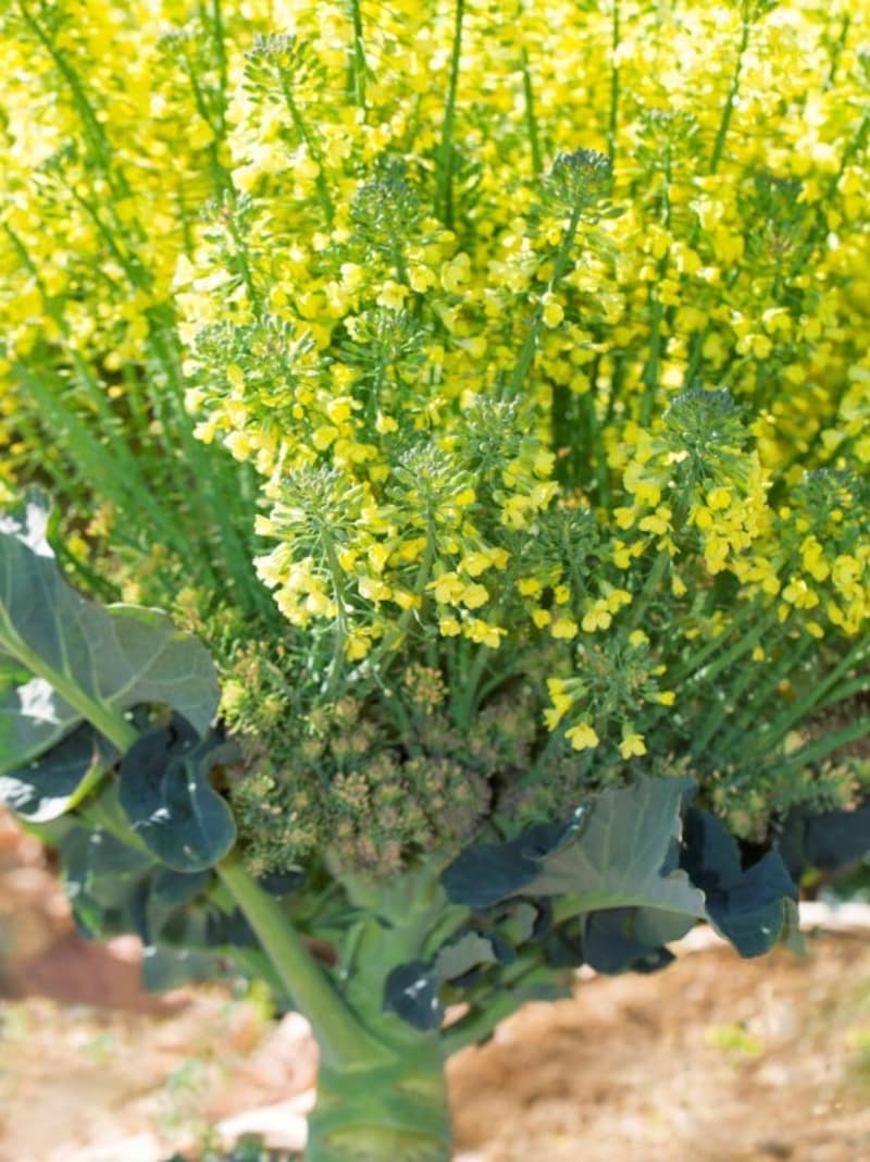 ブロッコリーの花も…菜の花!