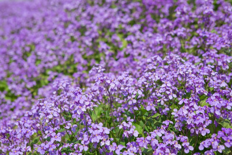 花大根は紫色の菜の花