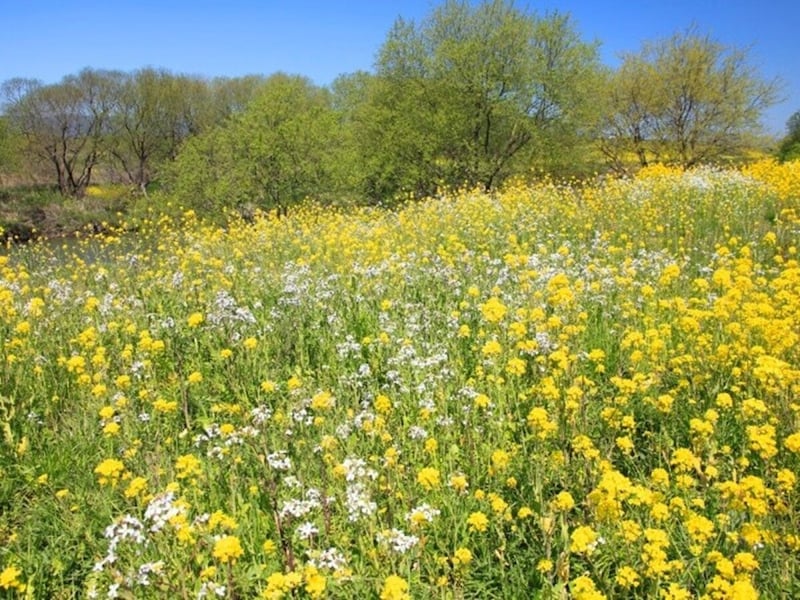 白い菜の花とは