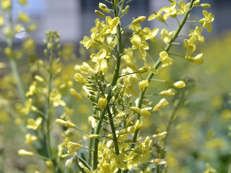 キャベツの花も菜の花になります