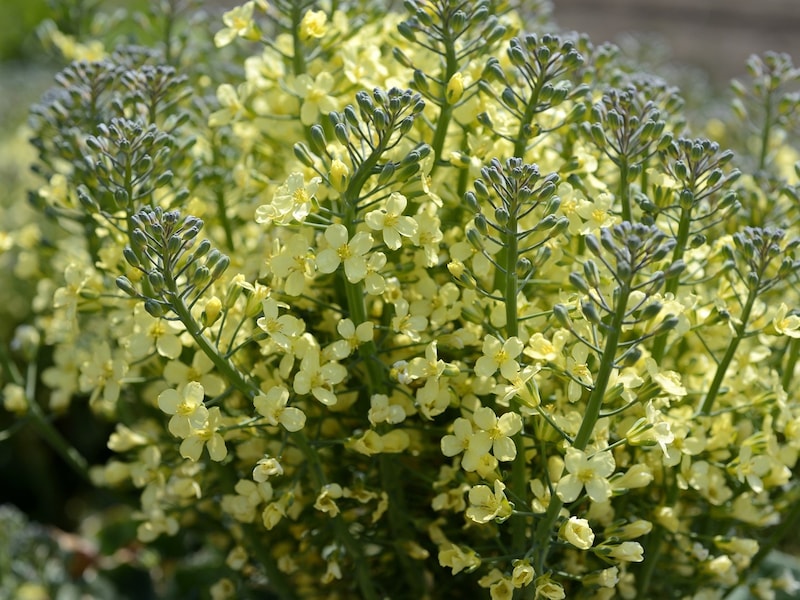 ブロッコリーの花も……菜の花!