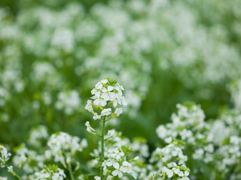 大根の花は白。白い菜の花です!