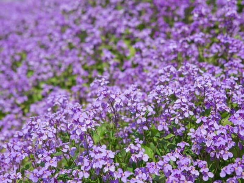 花大根は紫色の菜の花