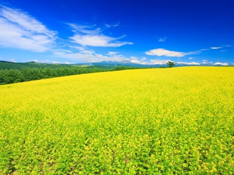 一面に広がる菜の花畑。綺麗なだけではなく、実用的です