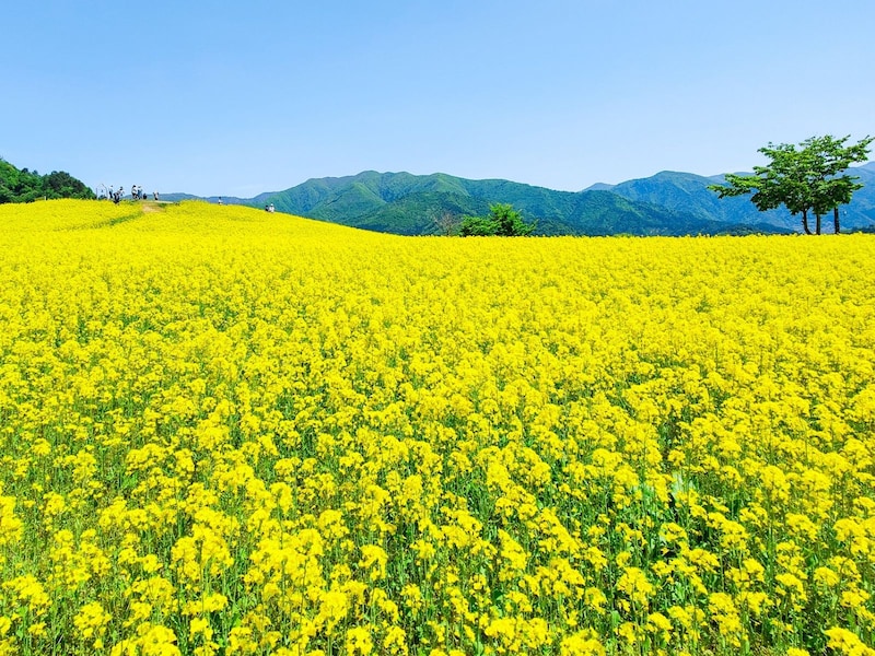 一面に広がる菜の花畑。綺麗なだけではなく、実用的です ※画像：PIXTA
