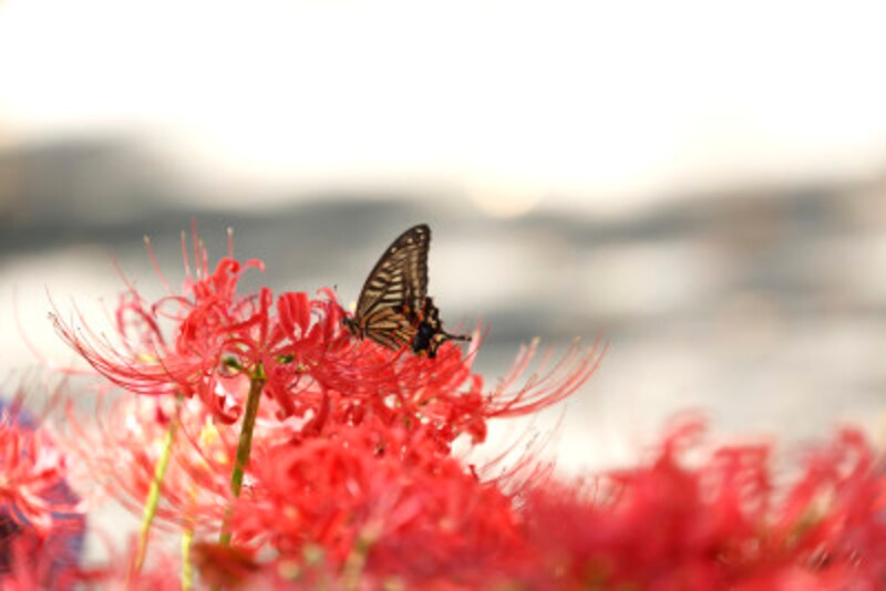 彼岸花・曼殊沙華の生長サイクルは、普通の植物と逆