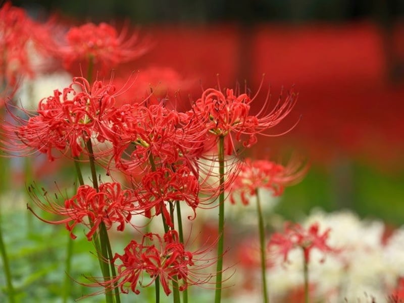 花言葉は？ 彼岸花には曼殊沙華などの別名があり、歌の歌詞にも取り入られてきました