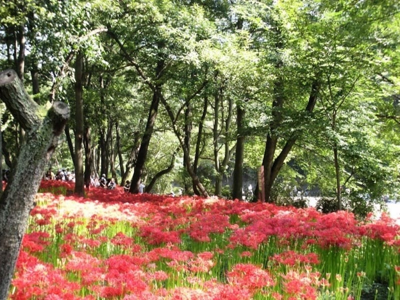 埼玉県日高市の「巾着田(きんちゃくだ)」は曼珠沙華の里として有名。今年もお彼岸の頃に見頃を迎えます。詳しくはひだか巾着田HPをご覧ください。<写真:橋本かおる>
