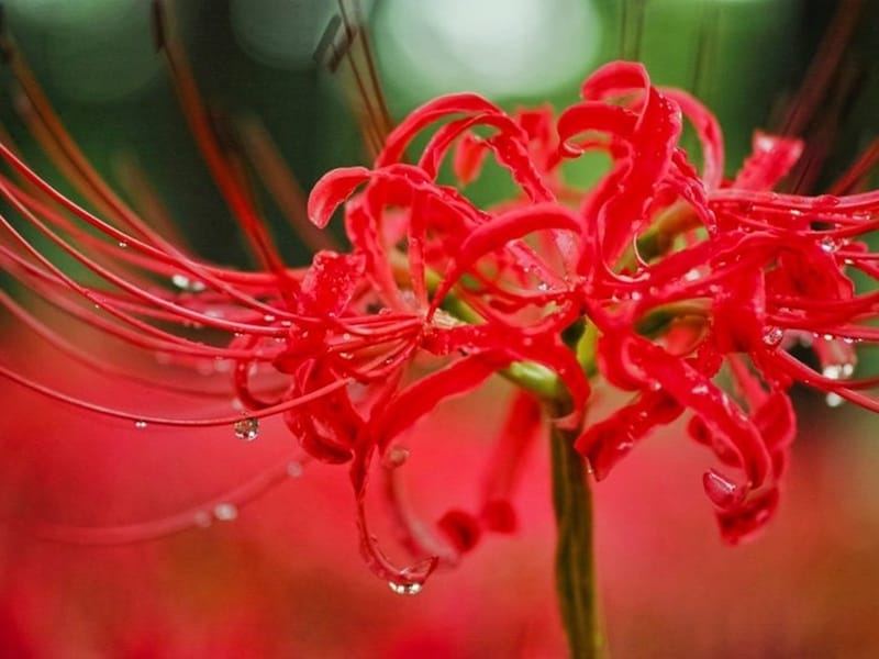 曼珠沙華は、サンスクリット語で「天界に咲く花」