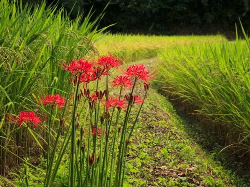 彼岸花の曼殊沙華以外の別名、「毒花」「痺れ花」は、毒があることから