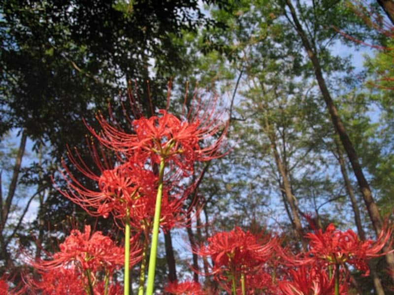 彼岸花の曼殊沙華以外の別名は「天蓋花」「狐の松明」「狐のかんざし」など、花の様子からついたもの