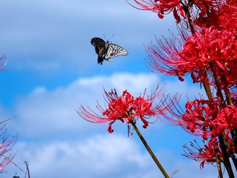 彼岸花・曼殊沙華には、葉がない……これがまた不思議なのです