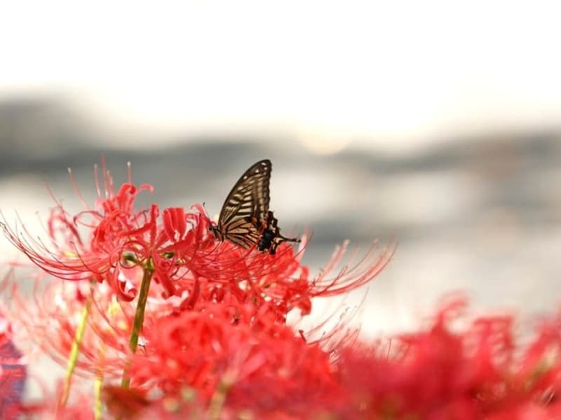 彼岸花・曼殊沙華の生長サイクルは、普通の植物と逆