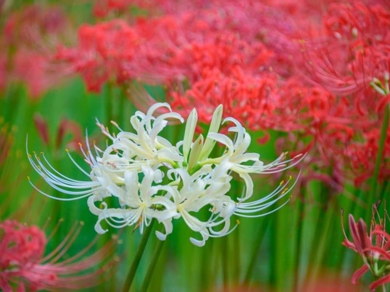白い彼岸花を見たことがありますか? シロバナマンジュシャゲといいます