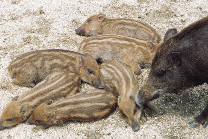 かわいいウリ坊。多産の猪は子孫繁栄に通じるとされています