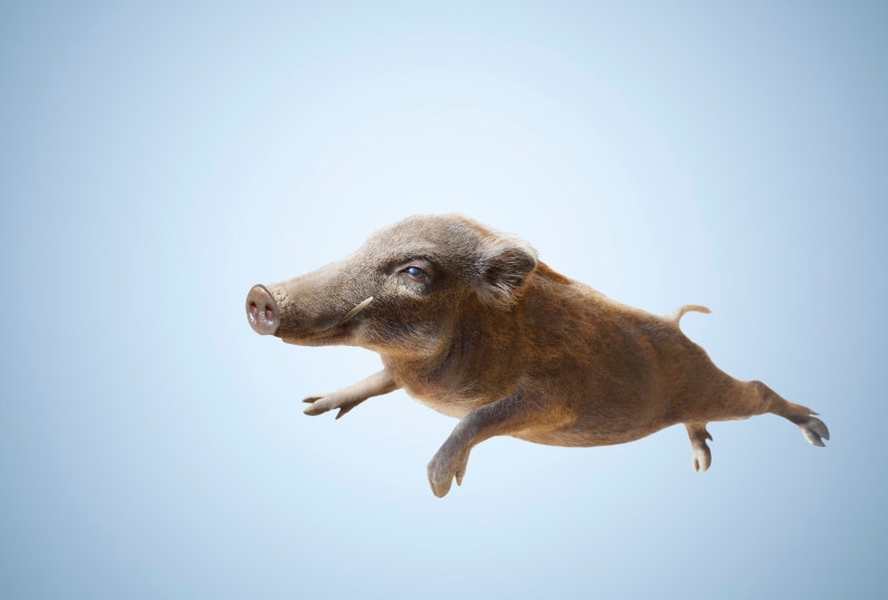 猪の慣用句といえば猪突猛進！