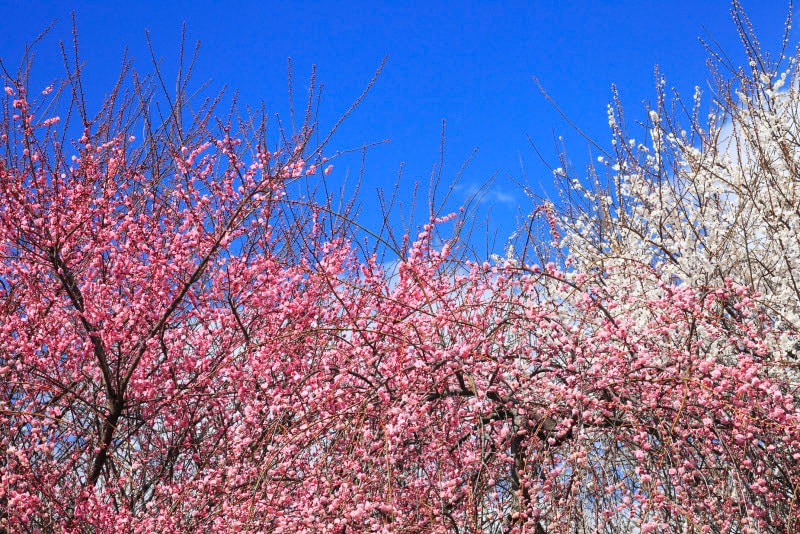 これは梅の花　「桜・桃・梅」の違い～開花時期・見分け方・花言葉