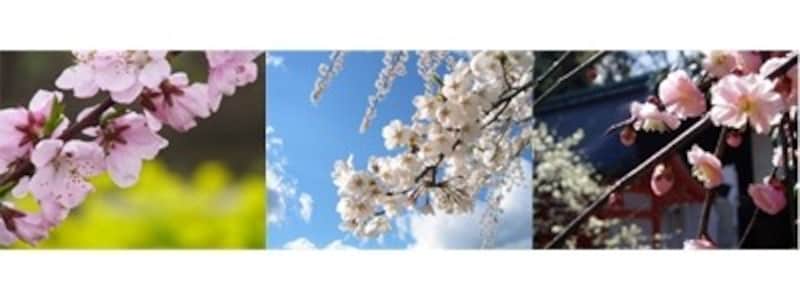 梅・桃・桜の比較