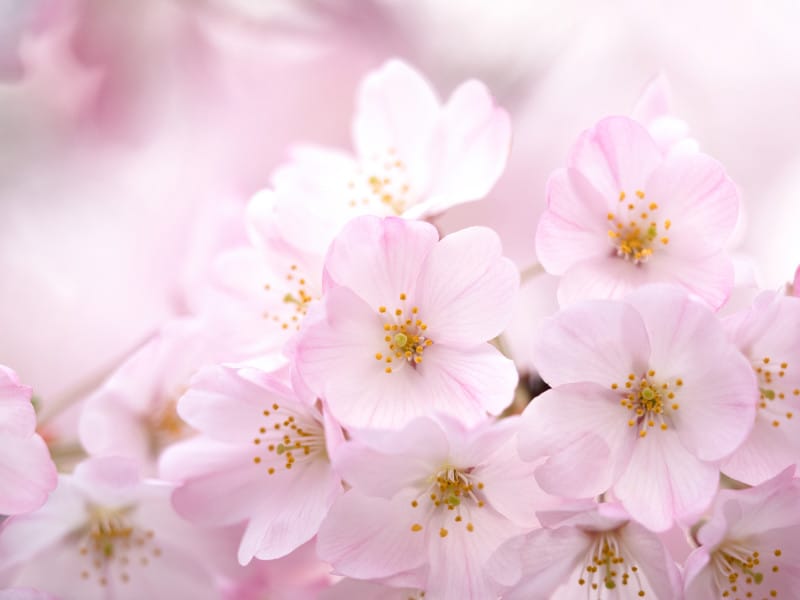 桜