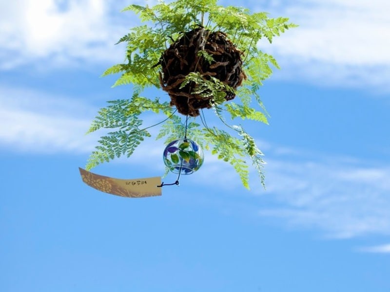 風鈴がついた釣り忍もあり、涼を呼ぶ夏の風物詩です